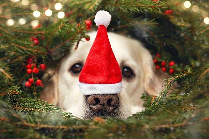 Entenda os riscos da decoração de Natal para os pets e como protegê-los