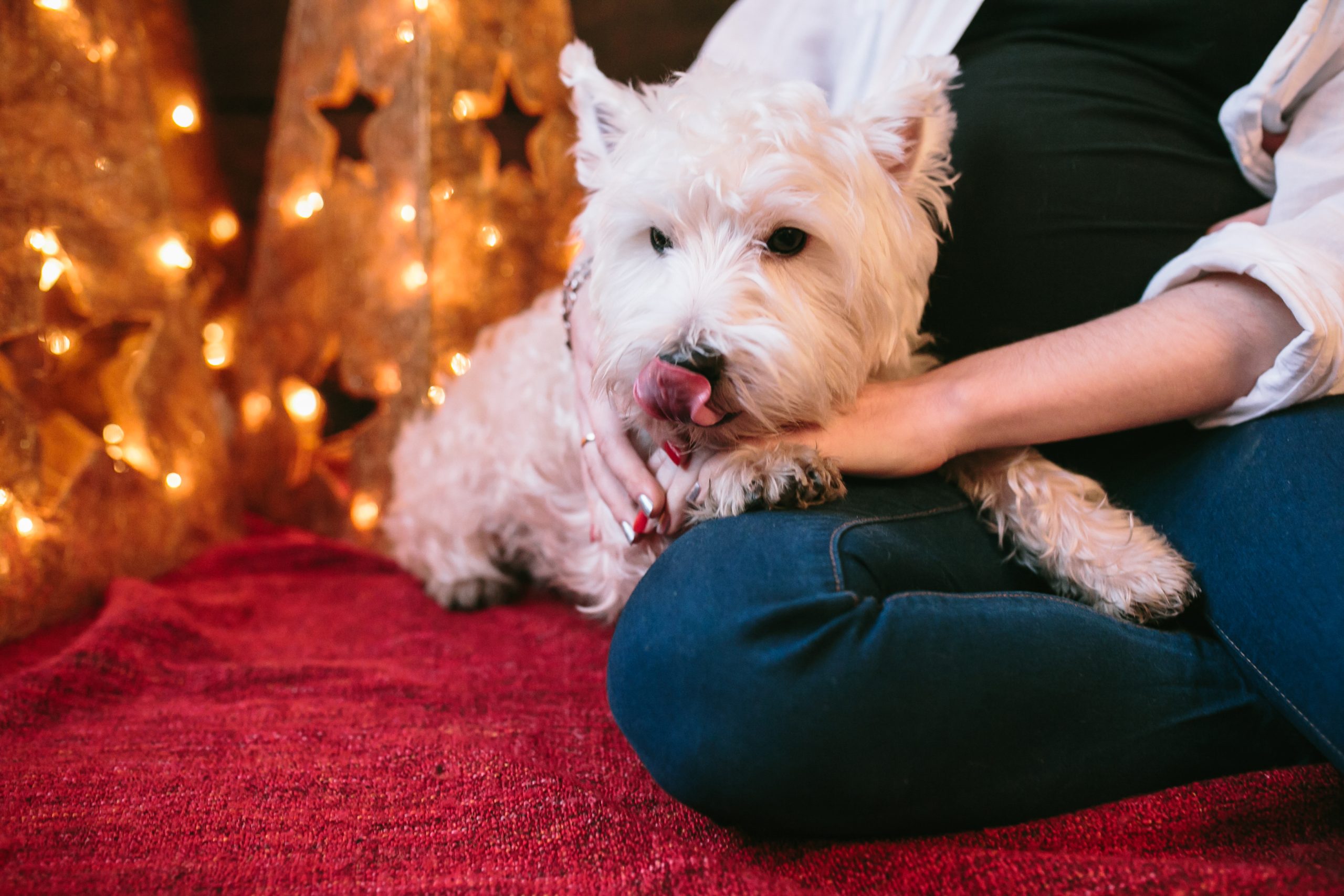 Fogos de artifício: veja como proteger cães no Ano Novo