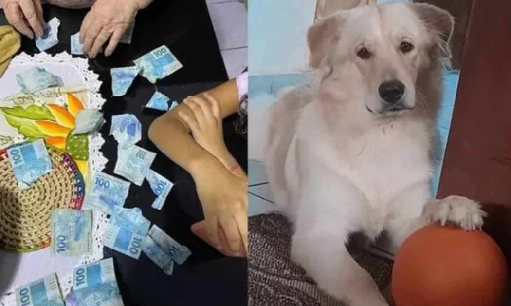 Prejuízo: Cachorro de estimação rasga R$ 700 de idosa; “Fiquei aperreada”!