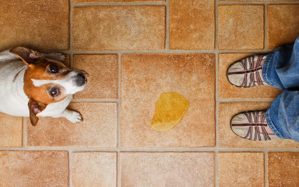 Xixi no lugar certo: conheça o truque do vinagre para ajudar a adestrar seu cão!