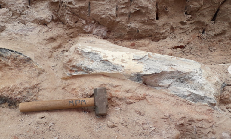 Fósseis de dinossauro de 80 milhões de anos são achados a 240 km de Franca