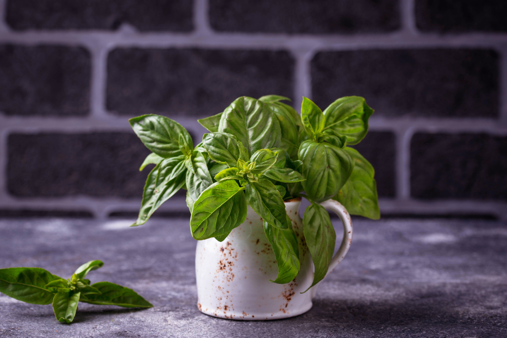 Conheça estas plantas para manter os mosquitos longe dos seus ambientes domésticos