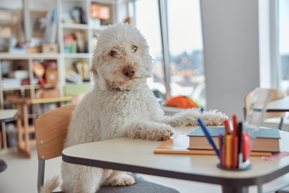 Você sabe ler seu pet? Veja o que os cachorros fazem para se comunicar com os donos