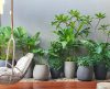 Lar mais verde: Veja 5 plantas que crescem rápido para ter em casa! - Jornal da Franca