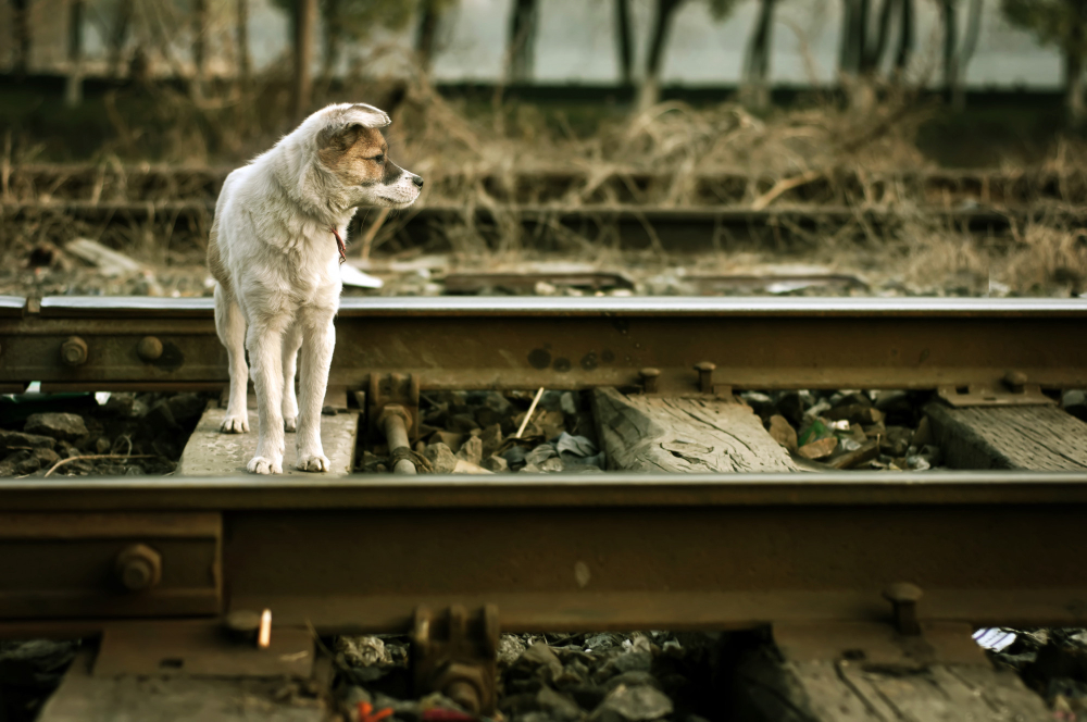 Período de férias é marcado pelo abandono de animais de estimação em ruas e rodovias