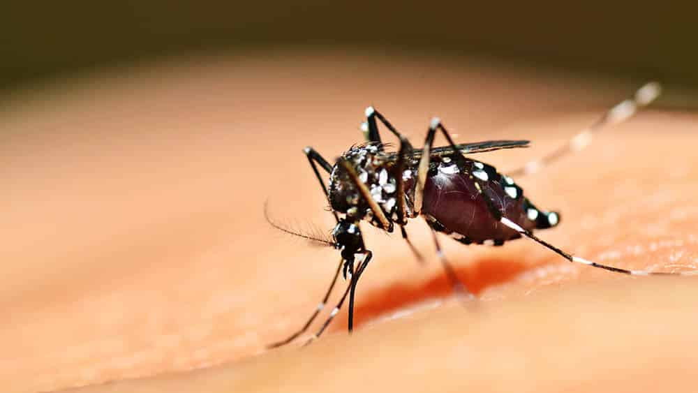 Estado de São Paulo registra o primeiro caso de febre amarela desde 2020