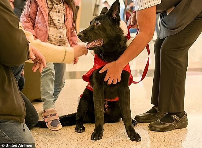Tutor abandona cão em aeroporto por não ter documentação; funcionário adota o pet