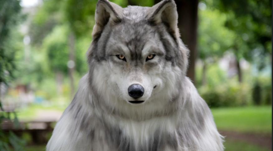 Homem gasta mais de R$ 120 mil para ficar parecido com um lobo: amor aos animais