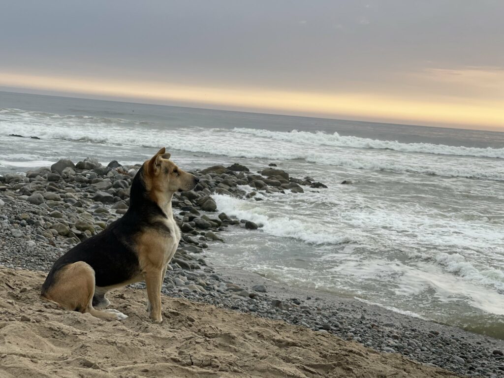 Cachorro leal olha para o mar todos os dias por um motivo muito doloroso