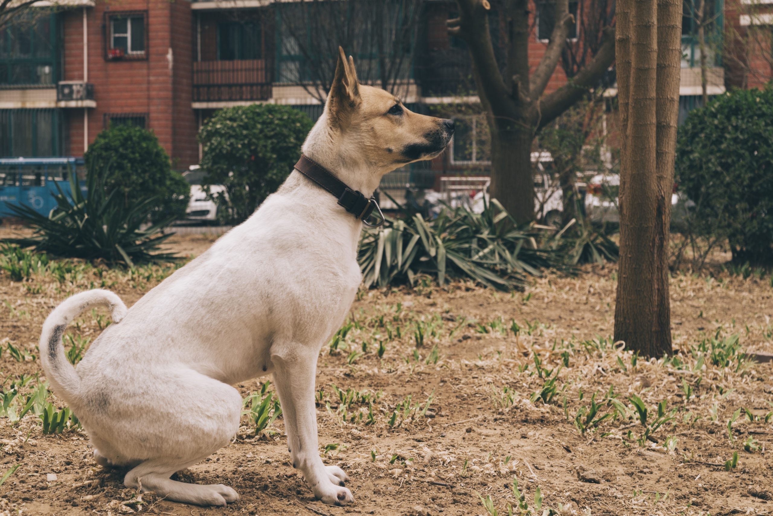 Seu cachorro está latindo muito? Veja dicas de adestramento para evitar o barulho!