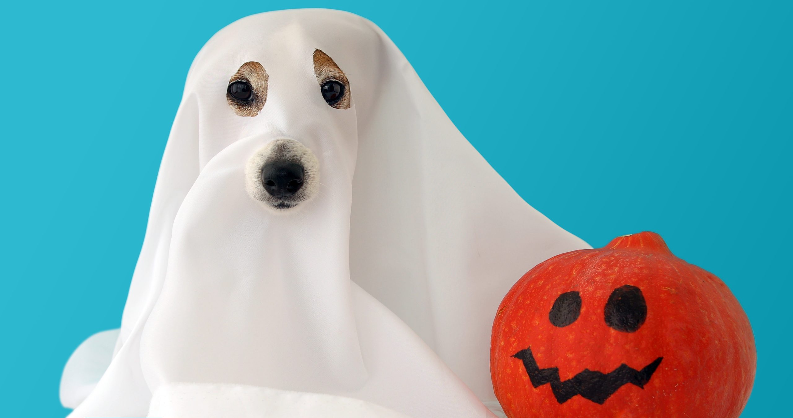 Os cães podem ver espíritos e fantasmas? A ciência tenta responder!