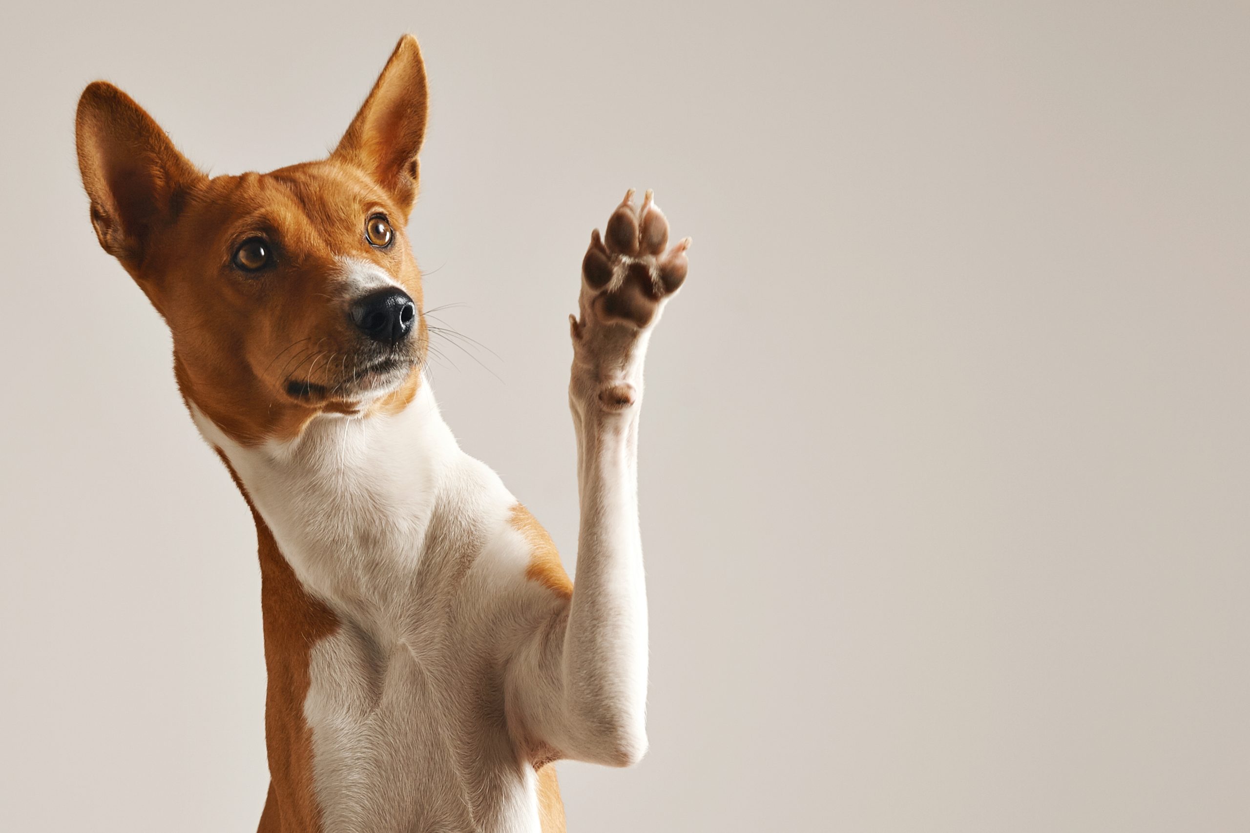 Patas dos pets merecem cuidado redobrado no verão; veja quais