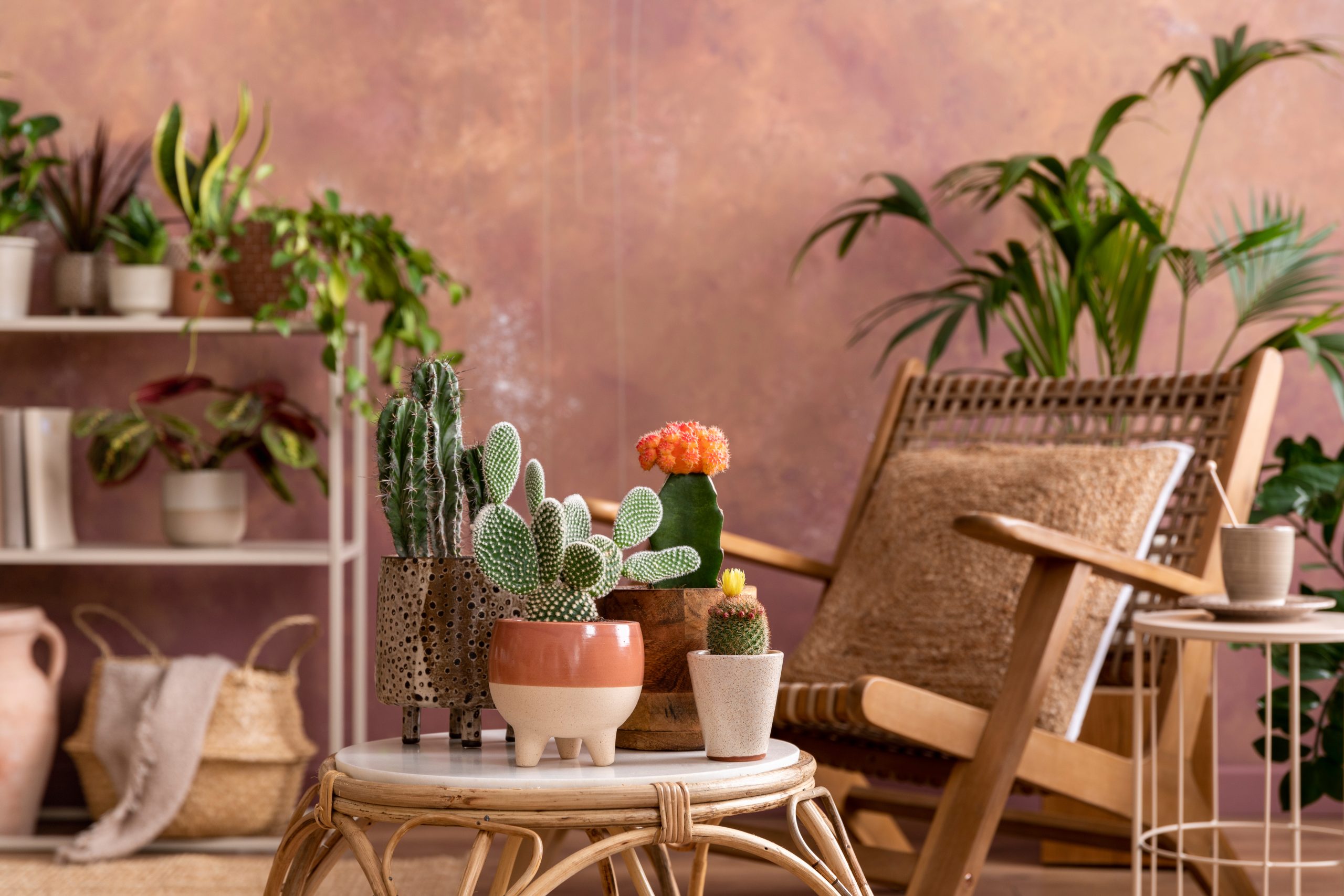 Existem plantas de azar? Saiba quais espécies você deve evitar dentro de casa!