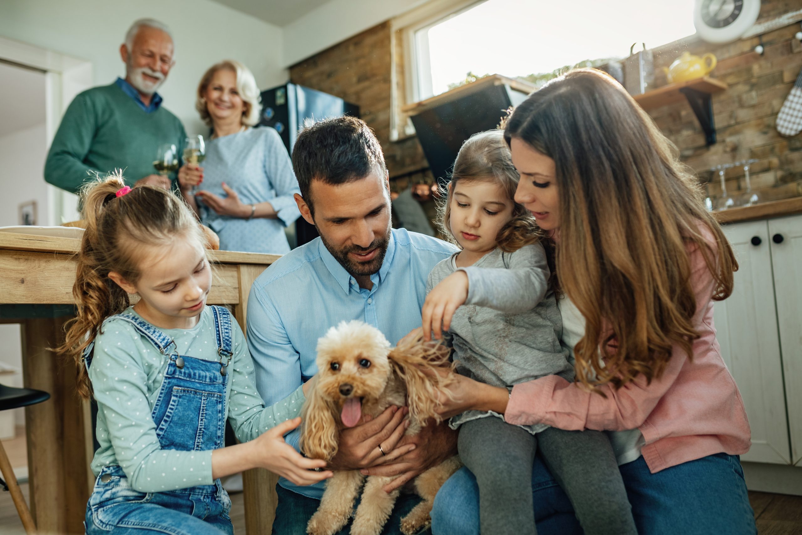 Pensando em ter um cachorro? Saiba como escolher o cão perfeito para a sua família!