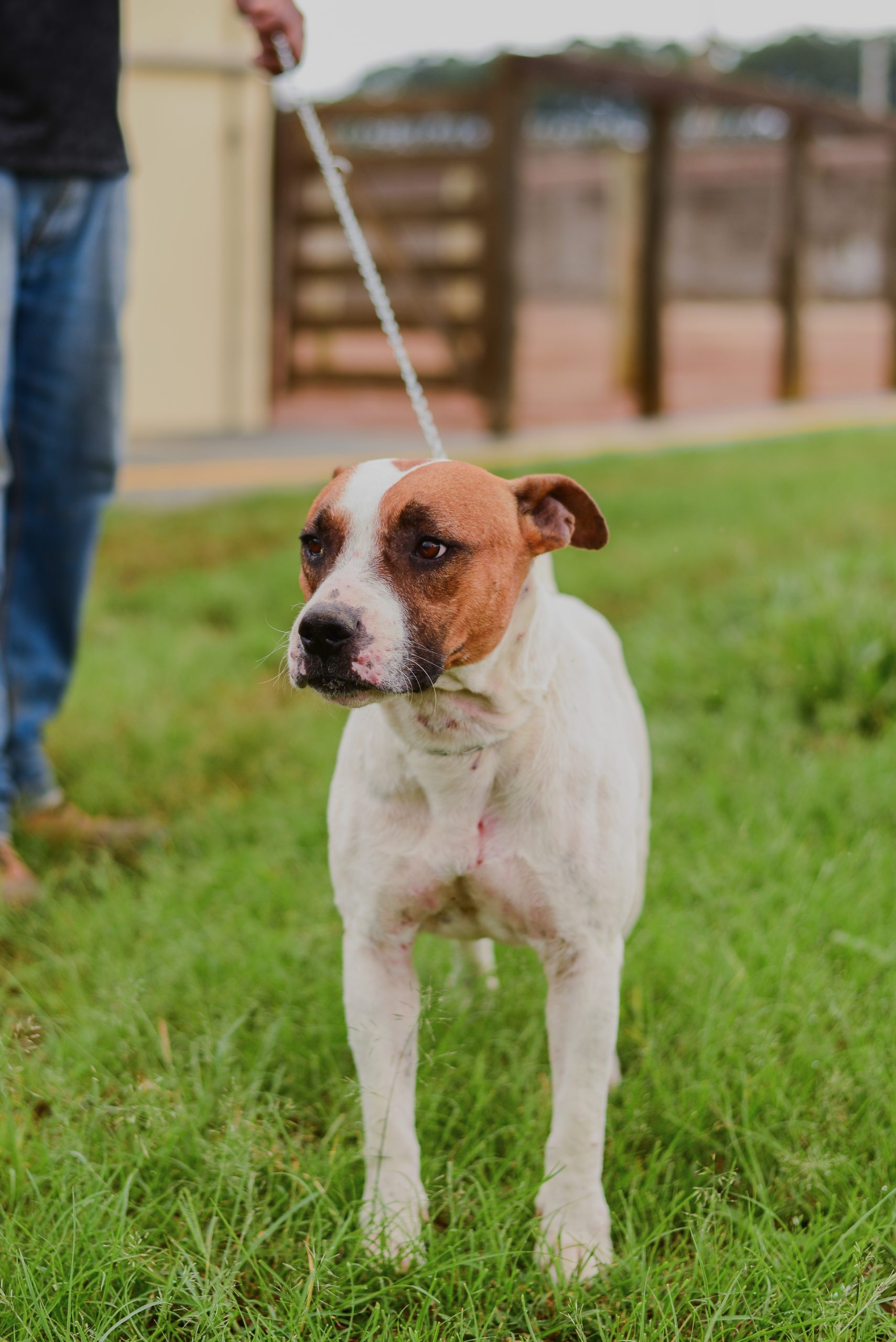 Meio Ambiente de Franca disponibiliza site para adoção de animais do Canil Municipal