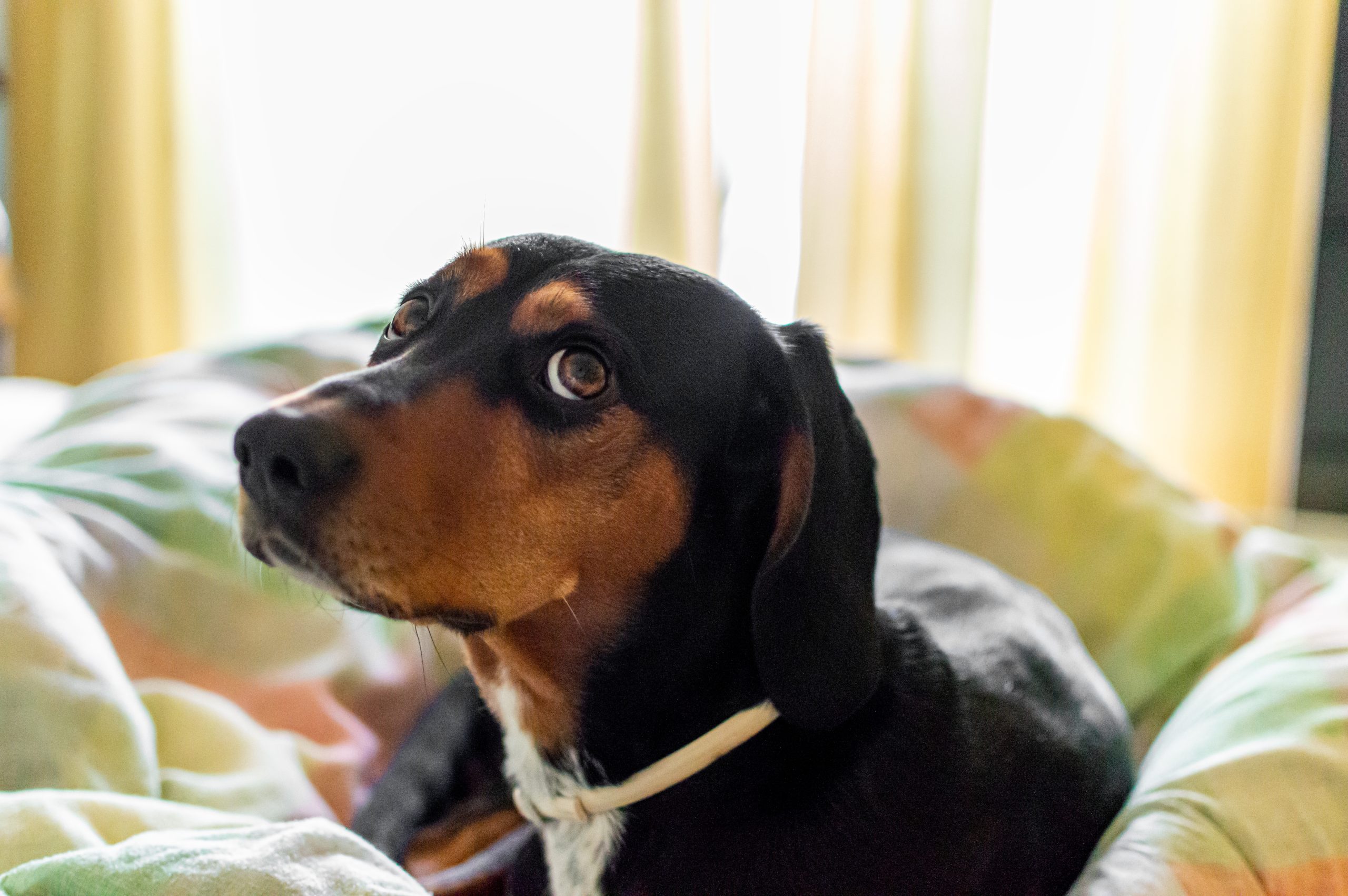 Seu cachorro sabe que você está traindo o seu parceiro! Descubra como!