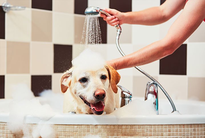 Calor intenso demanda cuidados especiais com os animais de estimação. Veja