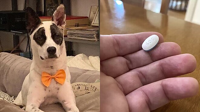 Cão esperto tentar enganar a dona que tomou o remédio, mas detalhe entrega a ‘farsa’