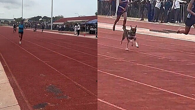 Cão invade competição de atletismo, chega ao final, e leva público ao delírio