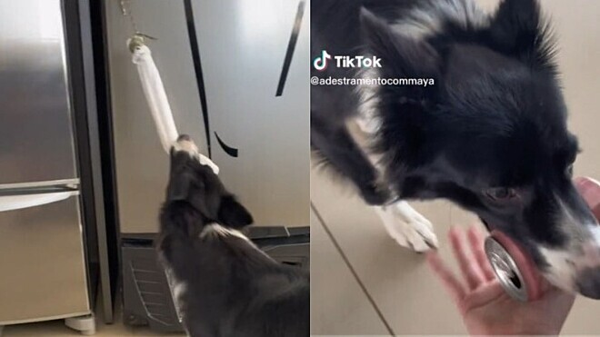 Border collie aprende a pegar cerveja na geladeira e levar para tutora; vídeo