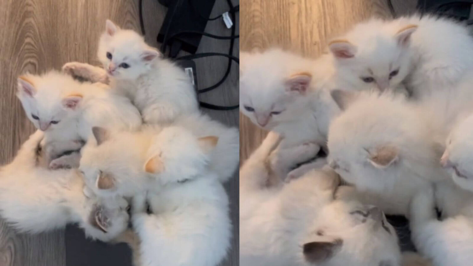 Veja o lugar que uma ninhada de gatinhos encontrou para tirar uma boa soneca