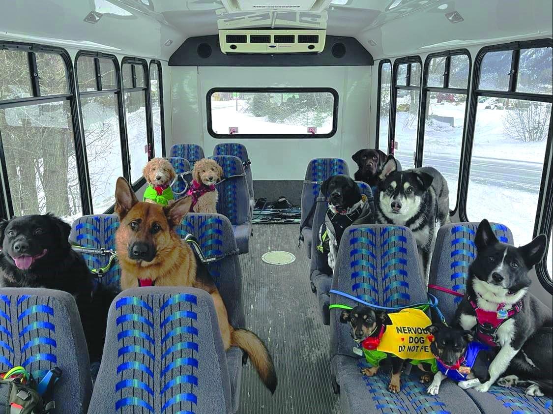 Um ônibus que só leva cachorros: essa viagem existe e faz a alegria dos bichinhos