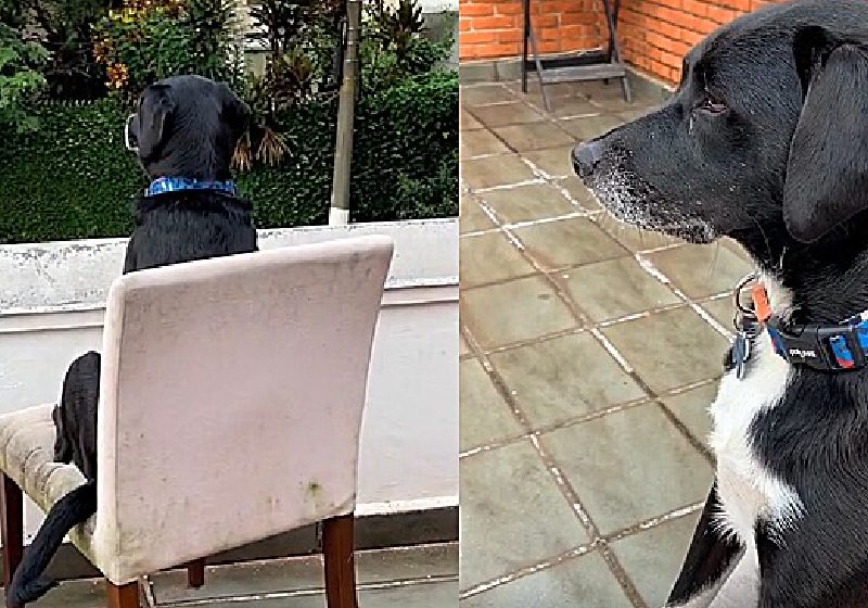 Cão resgatado vira segurança do bairro. Acorda às 6h e fica de olho em tudo!