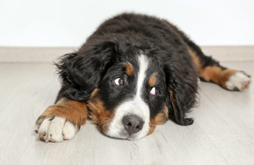 Entenda a importância da castração de cães, segundo explicação de veterinária - Jornal da Franca