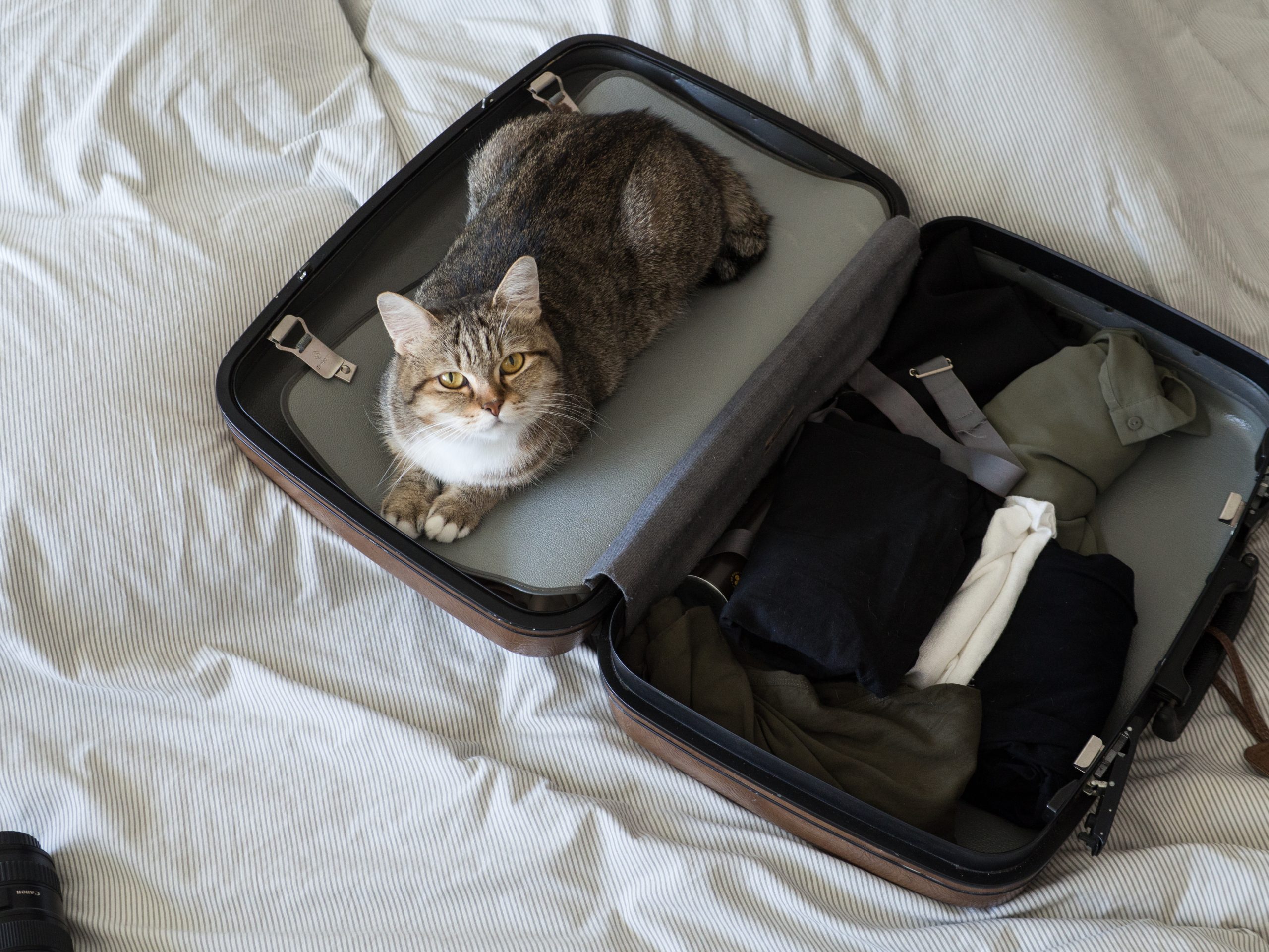 Tem um gato e vai viajar? Veja algumas dicas para pegar a estrada com o bichano!