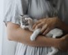 Médica veterinária revela como identificar 17 sinais de que os gatos sentem dores - Jornal da Franca