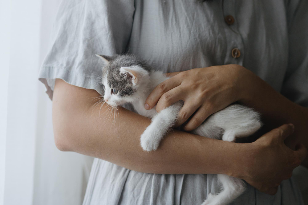 Médica veterinária revela como identificar 17 sinais de que os gatos sentem dores