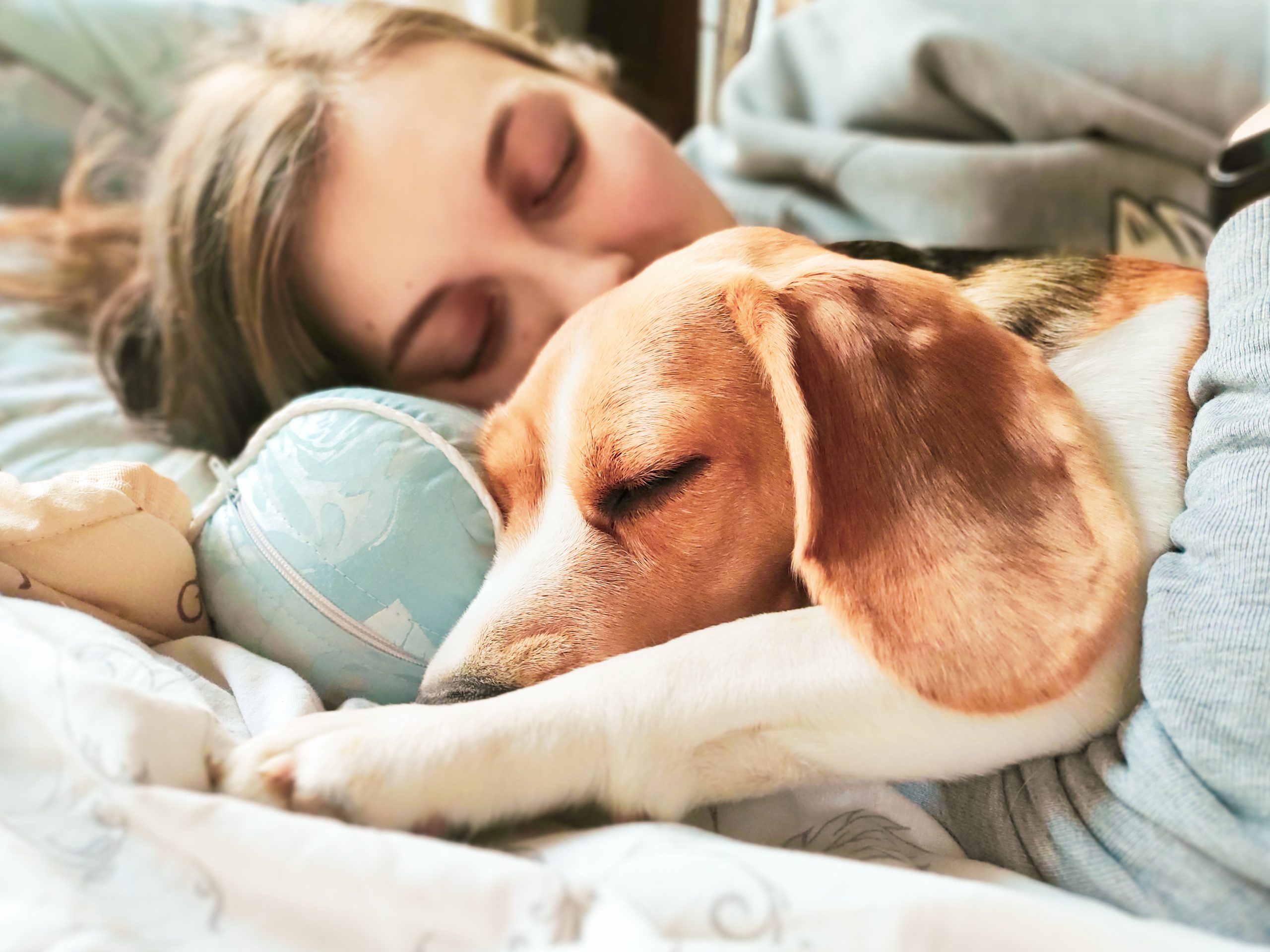 Você costuma dormir com seu pet? Veja 3 cuidados que você precisa ter!