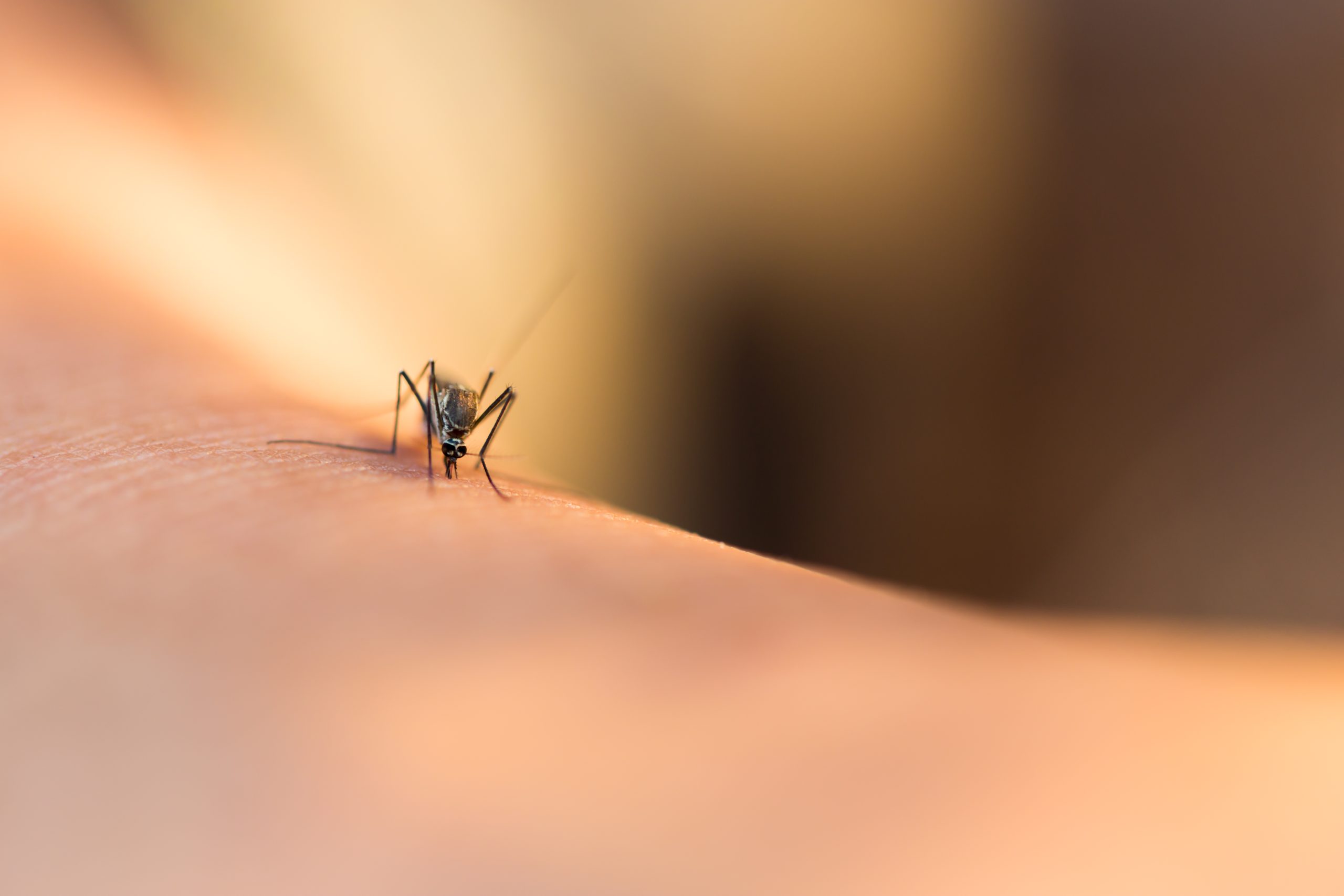 Veja 5 remédios naturais para você usar e aliviar picadas de insetos