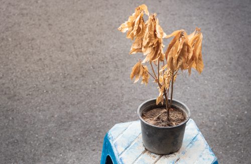Veja 4 erros que você talvez cometa que podem matar as suas plantas! - Jornal da Franca