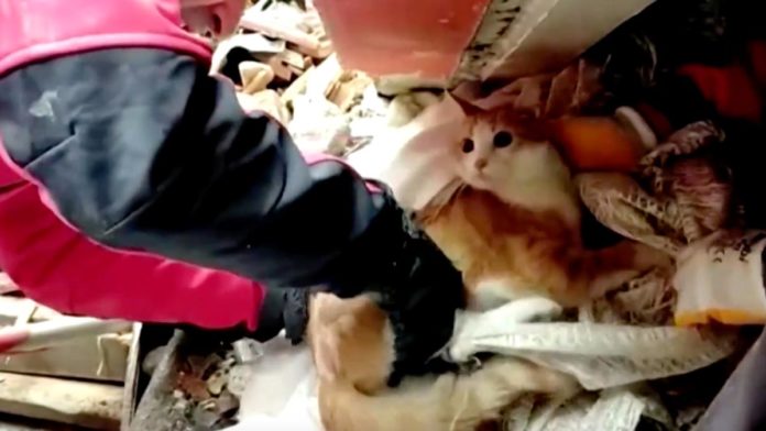 Homem que estava preso em escombros pede para salvarem primeiro o seu gato