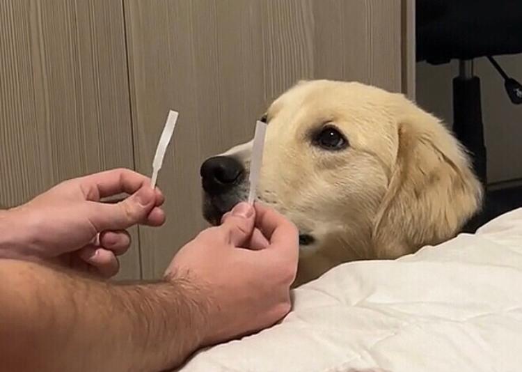 Cachorro ajuda jovem a escolher perfume e vídeo recebe 8 milhões de visualizações