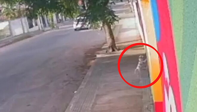 Pinscher que se perdeu do tutor vai até a creche que frequentava para pedir ajuda
