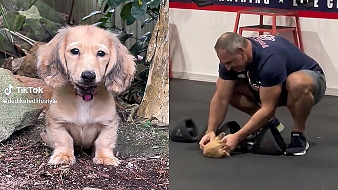 Cachorrinha participa de treino em academia e vídeo é a coisa mais fofa do dia