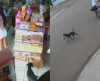 Vídeo mostra cachorro “furtando” pacote de pão de loja em Franca: ‘Agiu feito gente’ - Jornal da Franca