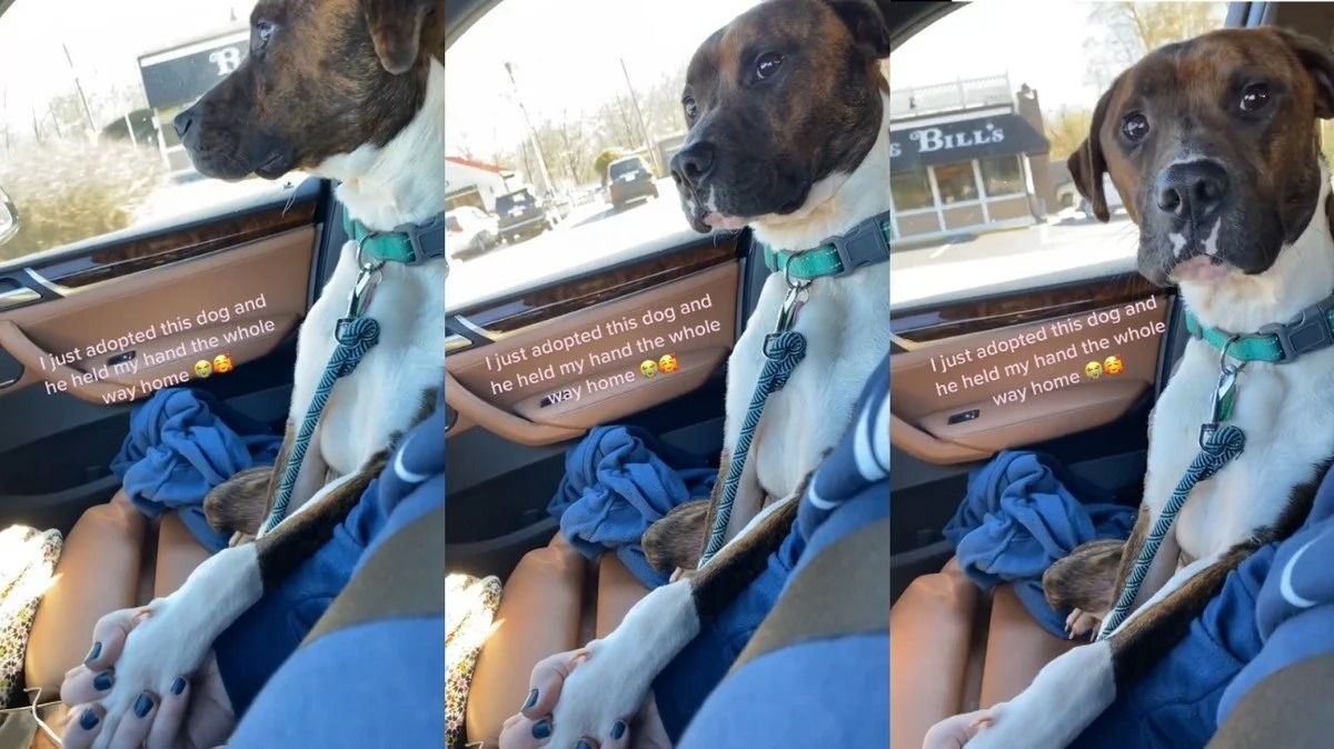 Cachorro adotado segura mão de tutora durante todo o caminho para a nova casa