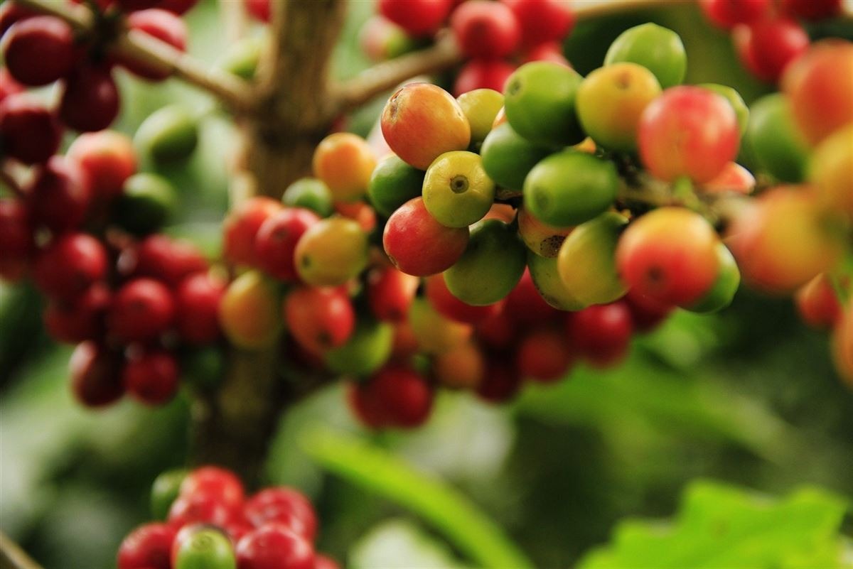 Exportação de café do país cai 33% em fevereiro, para 2,4 milhões de sacas vendidas
