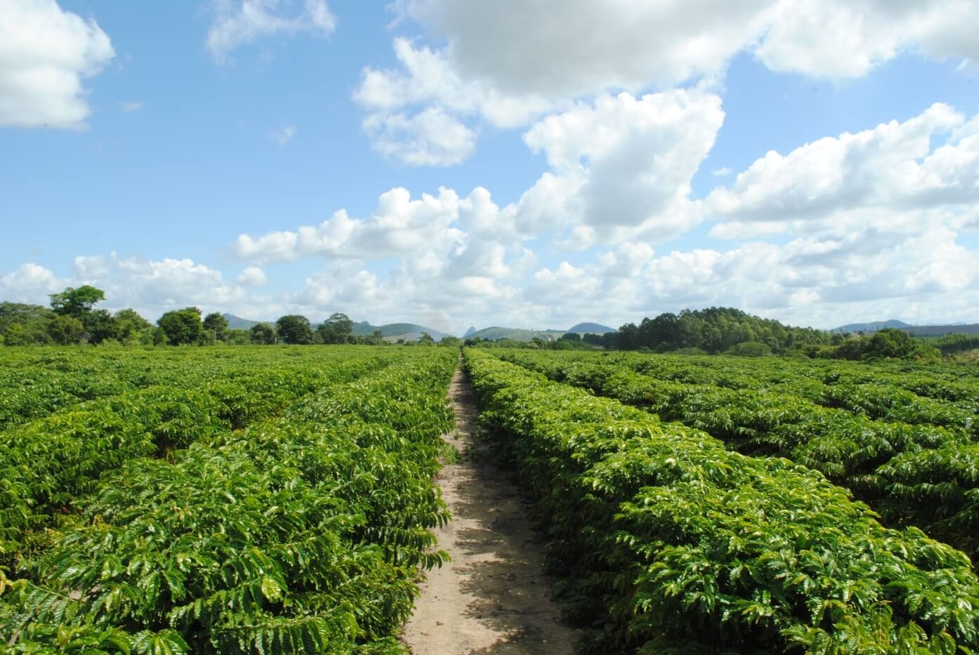 Estados Unidos são o maior comprador do café exportado por produtores brasileiros