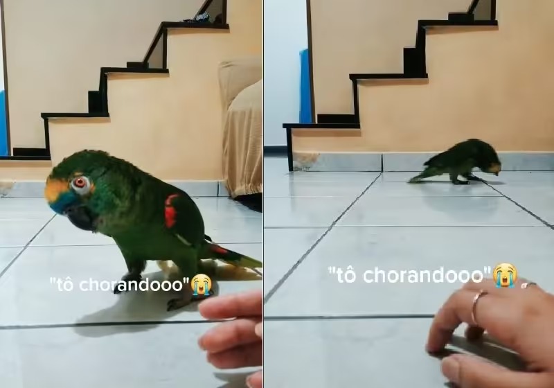 Papagaio faz drama, chora de mentira para ganhar mimo e vídeo hilário bate 7 milhões