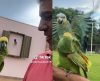 Já viu um papagaio gargalhar? Esse dá a risada mais gostosa ao ver o que amigo fez - Jornal da Franca