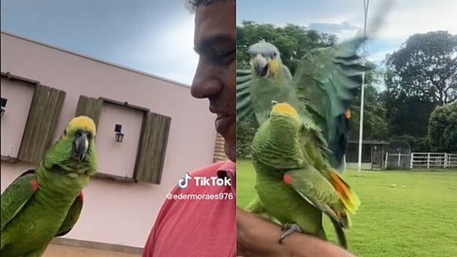 Já viu um papagaio gargalhar? Esse dá a risada mais gostosa ao ver o que amigo fez