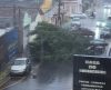 Chuva forte em Franca arranca árvore na General Osório. Veja as consequências disso - Jornal da Franca