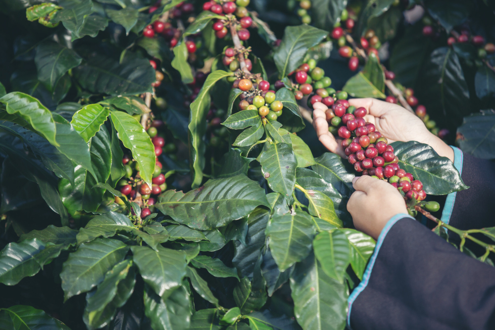 O melhor café do mundo existe e foi encontrado no Brasil; saiba qual é ele
