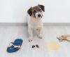 Entenda a importância da castração de cães, procedimento simples e fundamental - Jornal da Franca