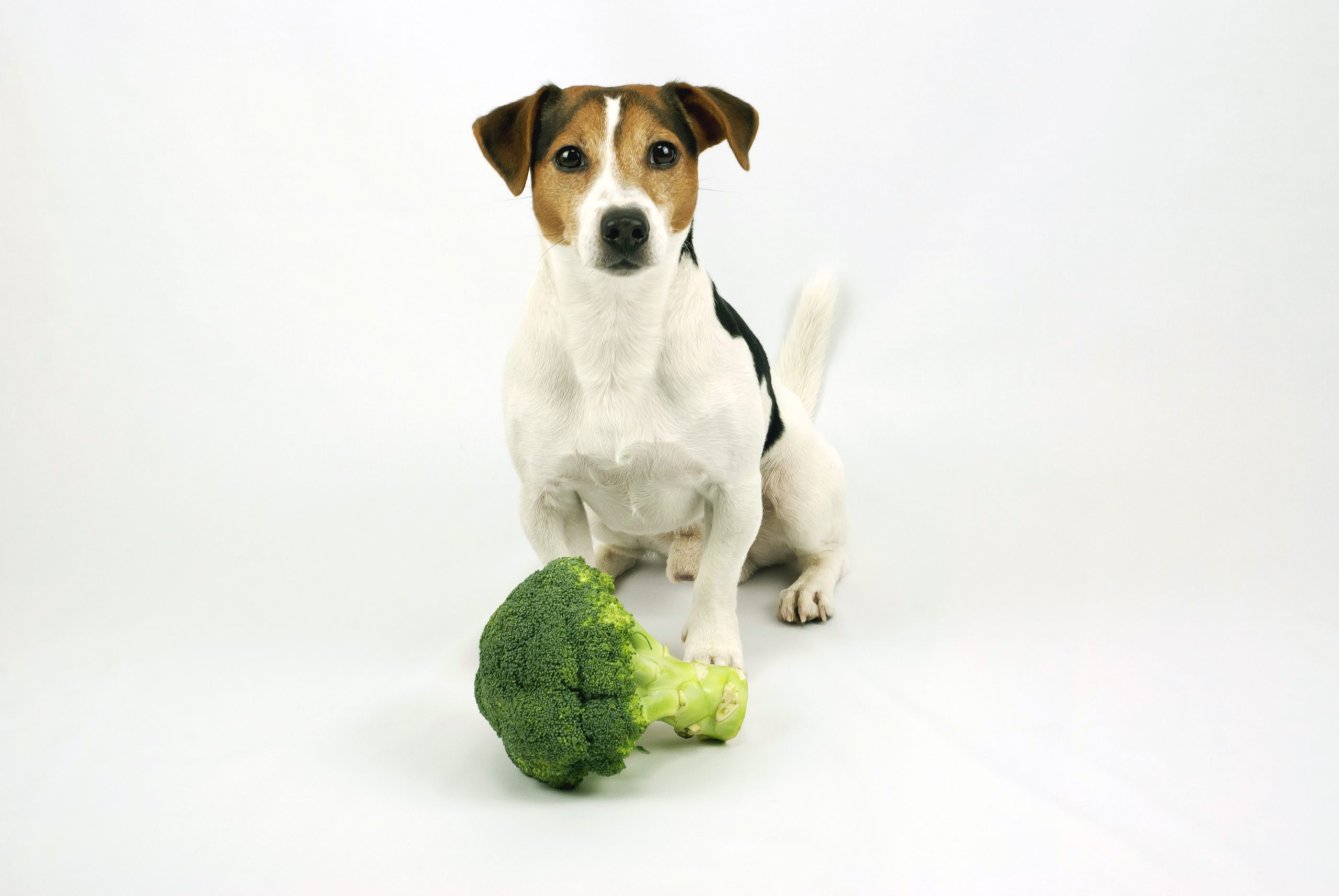 Saiba quais são os 10 vegetais que seu cão pode comer sem problemas