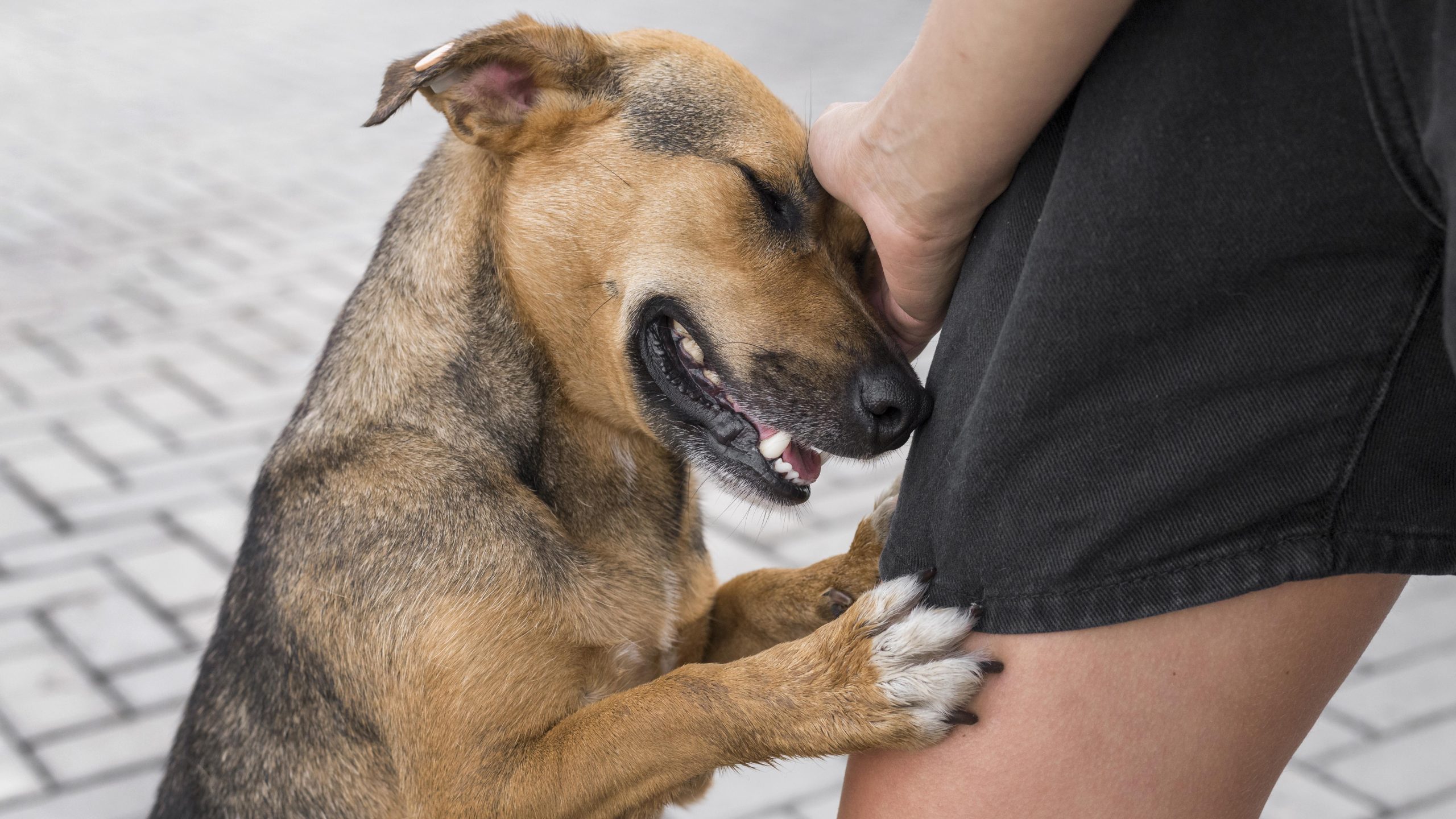 Espirro reverso? Veterinária explica o que provoca essa reação em cães